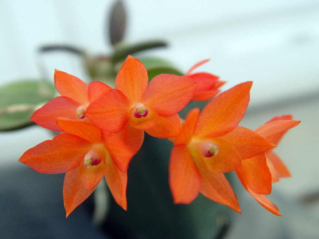 Orchids that i have bloomed