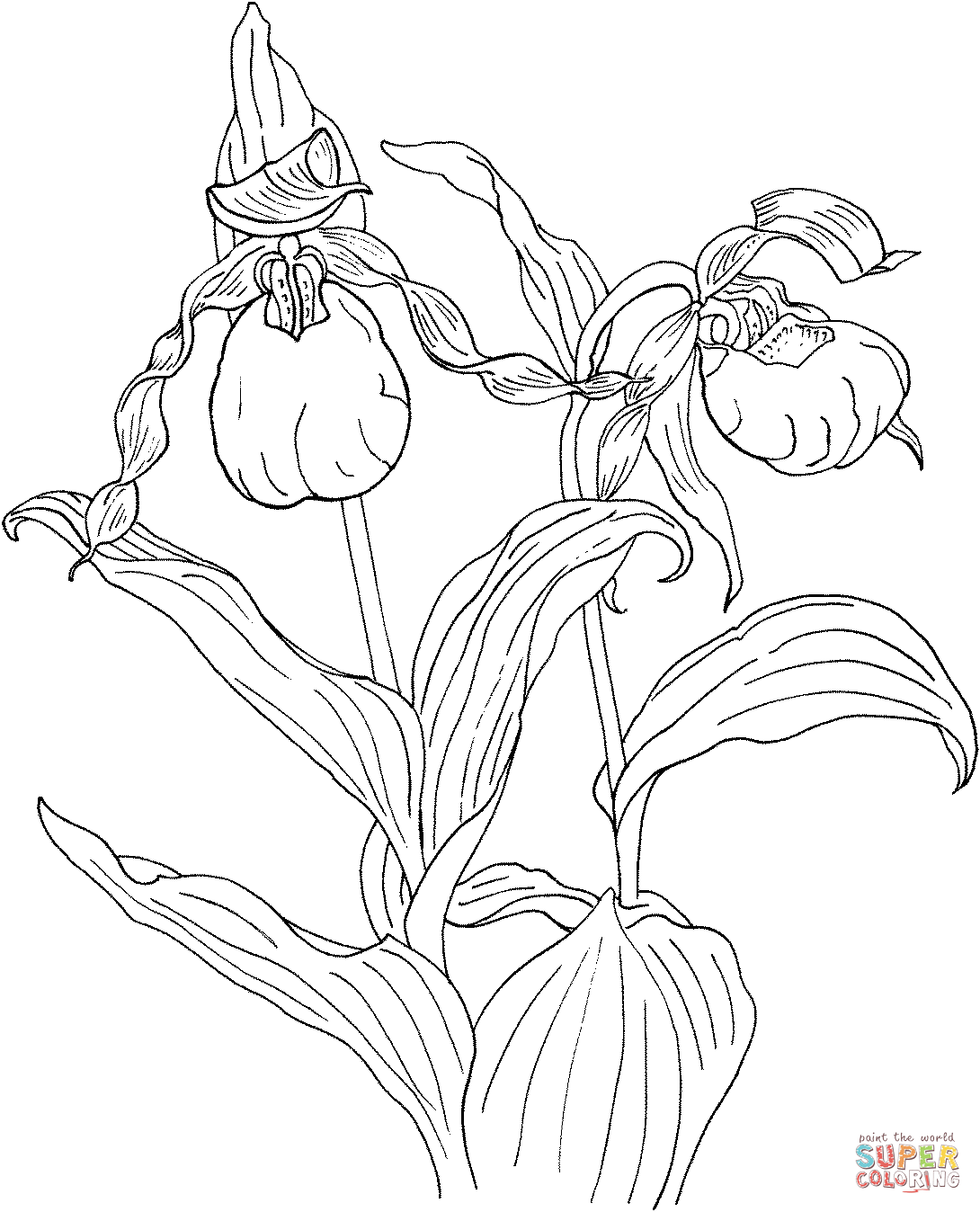 Sophronitis cernua orchid coloring page