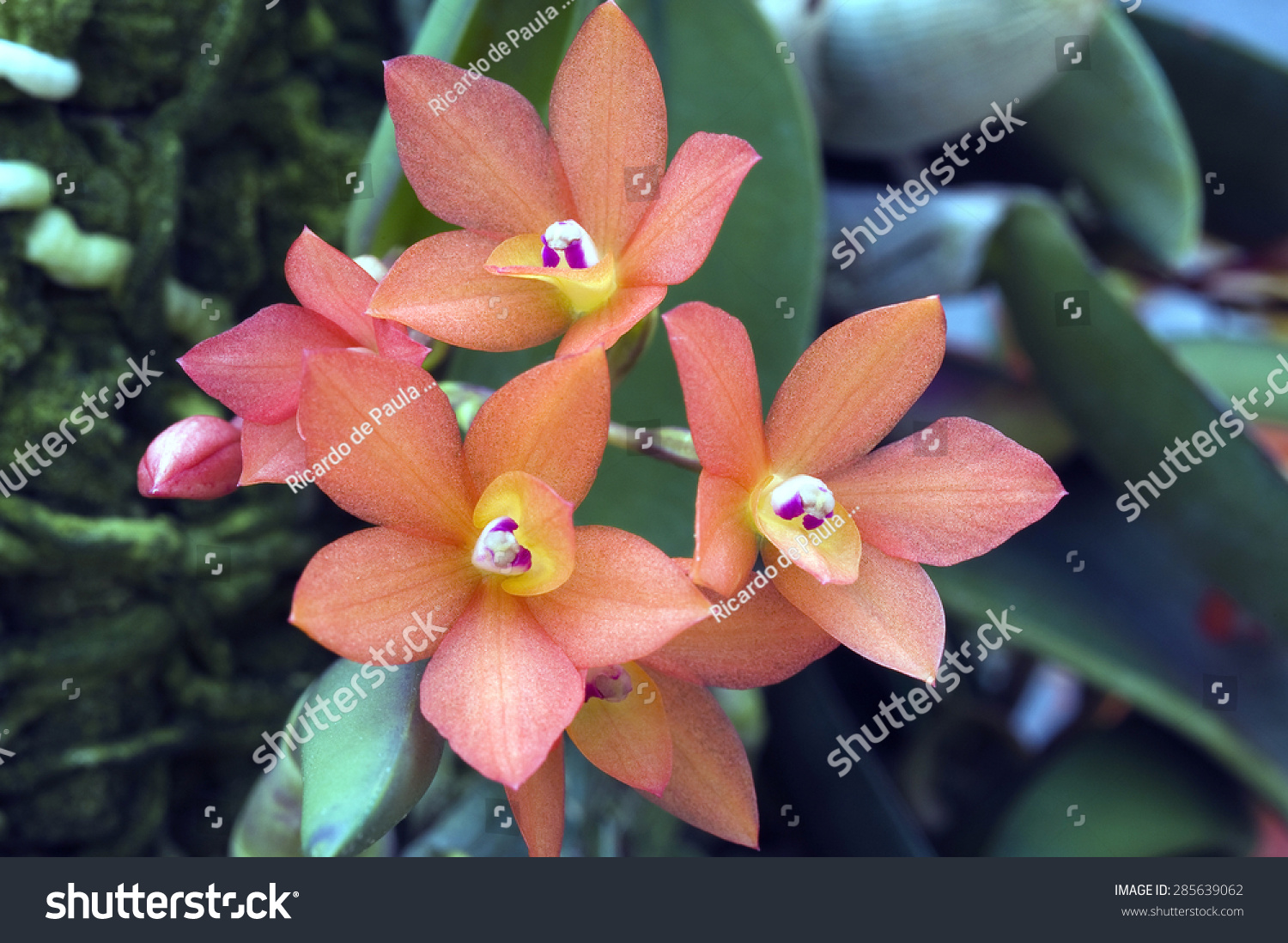 Orchid cattleya cernua before classified sophronitis stock photo