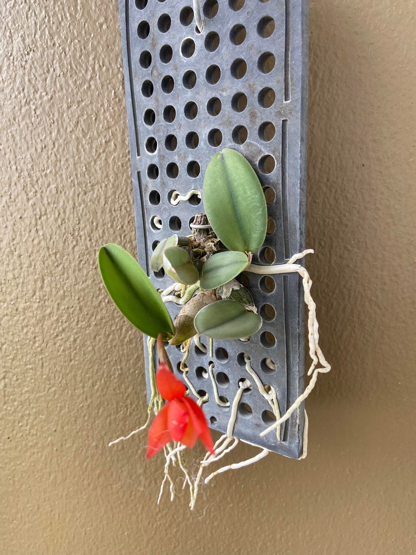 Sophronitis cernua cattleya cernua â te orchids nursery