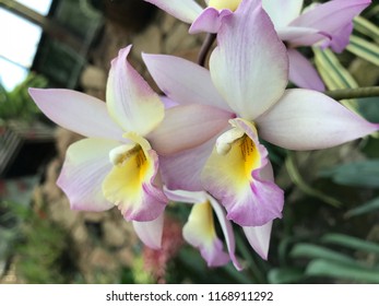Orchid cattleya cernua before classified sophronitis stock photo