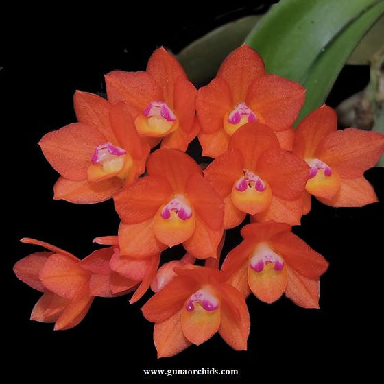 Buy sophronitis cernua orchid online guna orchids
