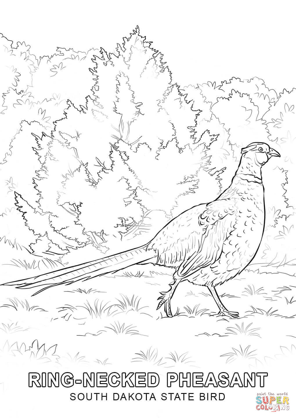 South dakota state bird coloring page free printable coloring pages