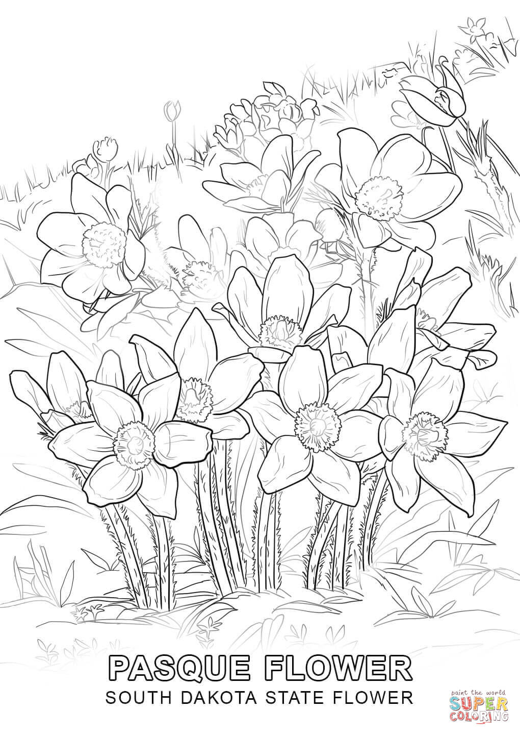 South dakota state flower coloring page free printable coloring pages