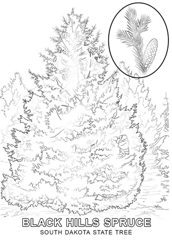 South dakota state tree coloring page free printable coloring pages