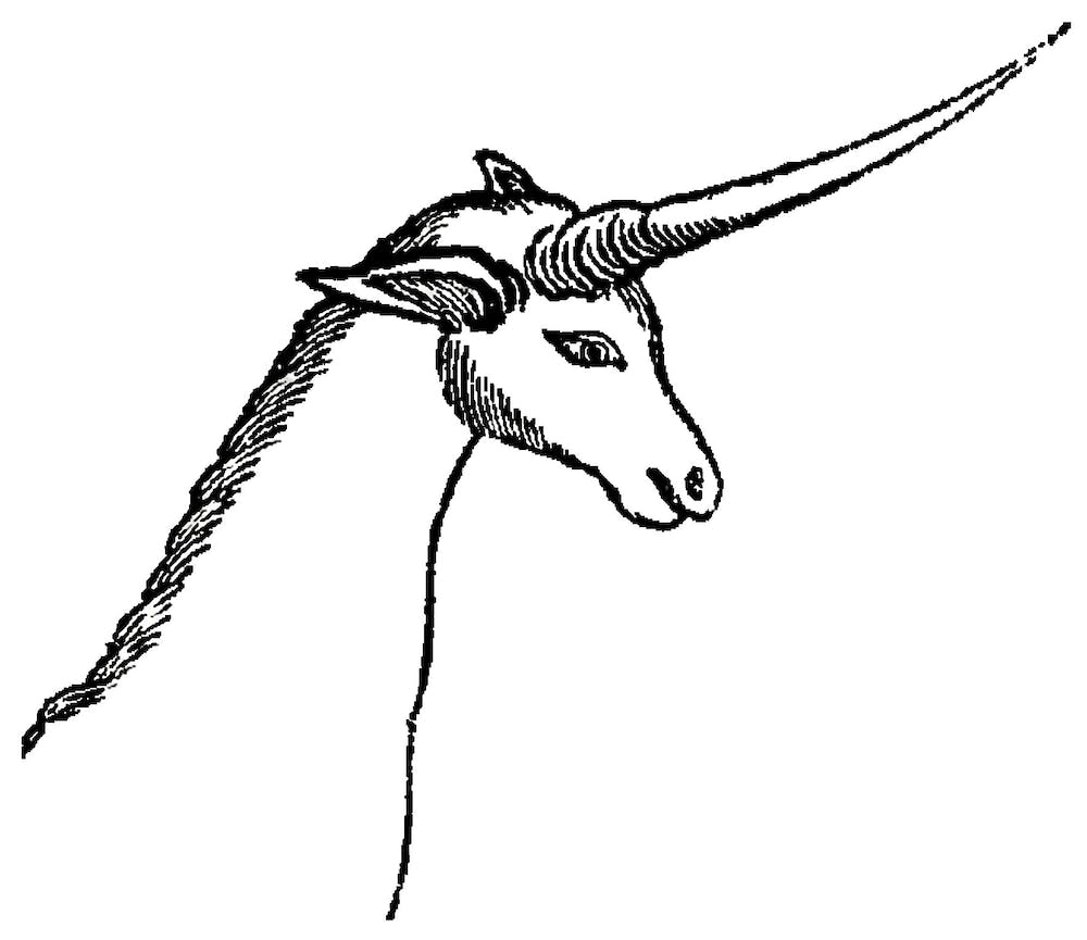 Unicorns in southern africa the fascinating story behind one