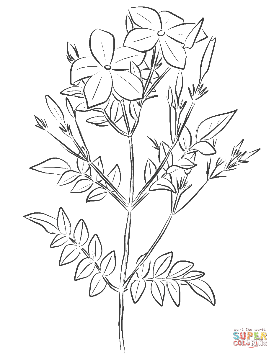 Spanish jasmine jasminum grandiflorum coloring page free printable coloring pages