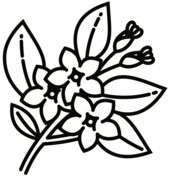 Jasmine coloring pages free coloring pages