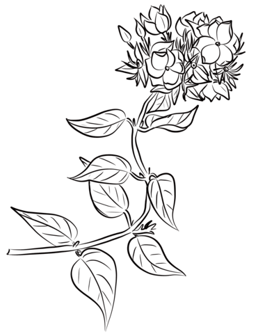 Winter jasmine jasminum multiflorum coloring page free printable coloring pages