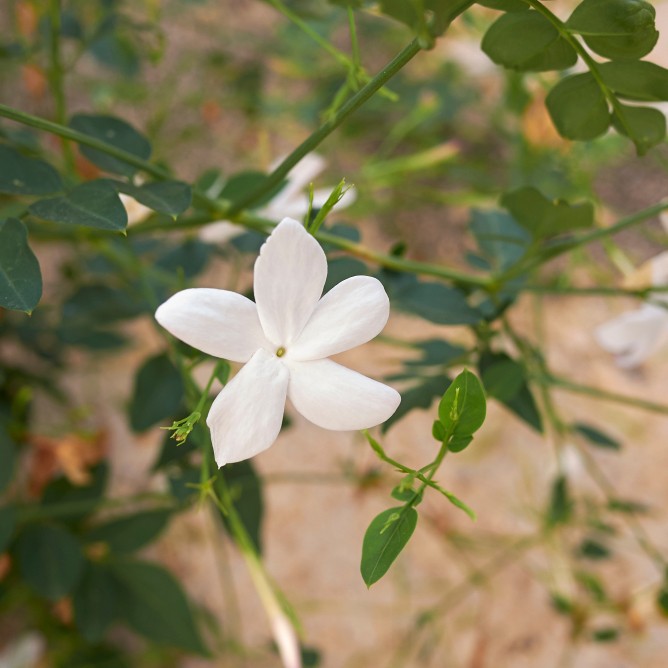 Spanish jasmine jasminum grandiflorum flower leaf care uses