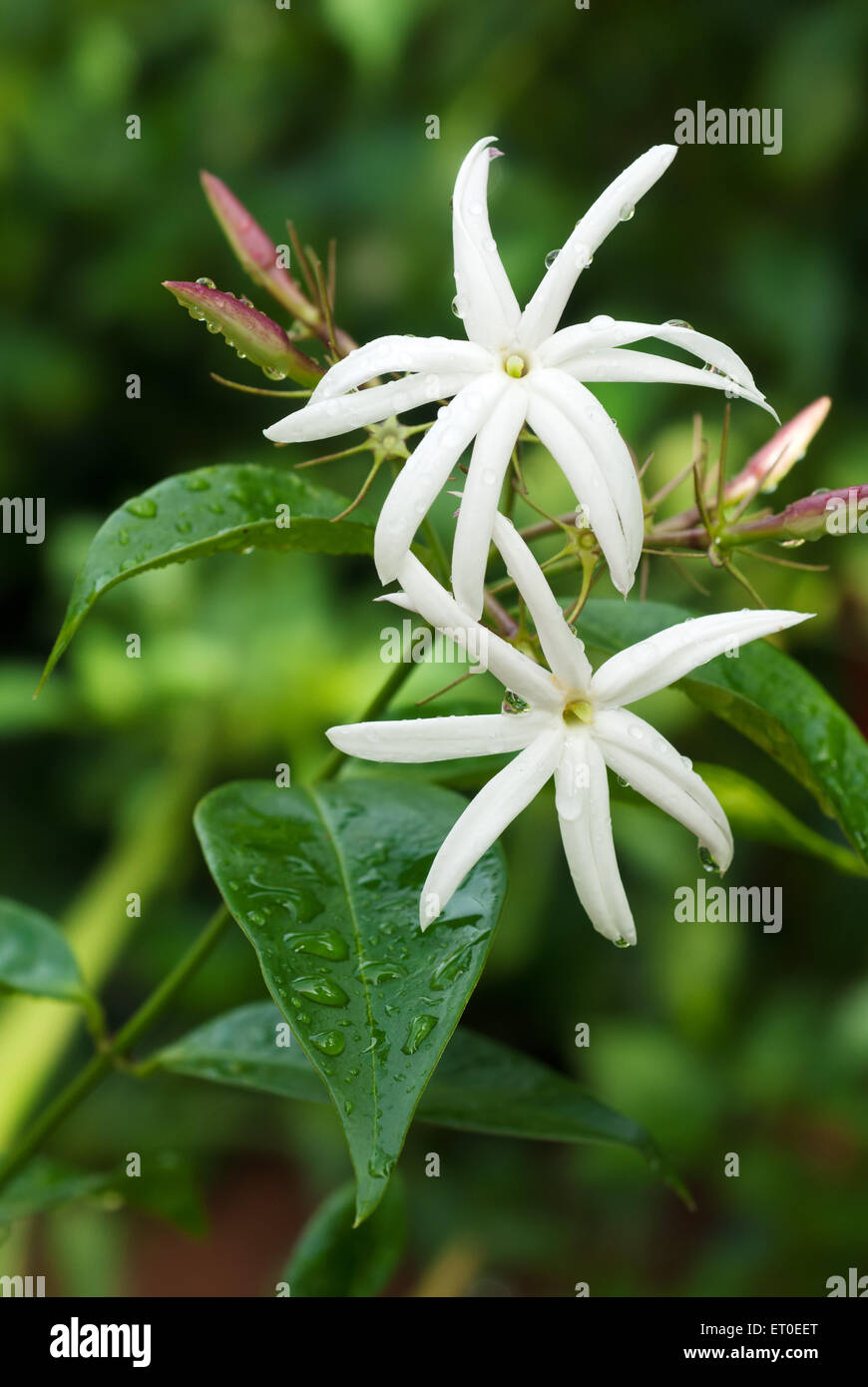 Jasminum grandiflorum hi