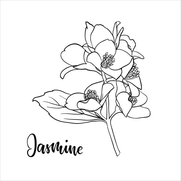 Jasmine flower drawing stock photos pictures royalty