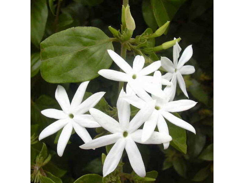 Spanish jasmine jasminum andiflorum climber plant