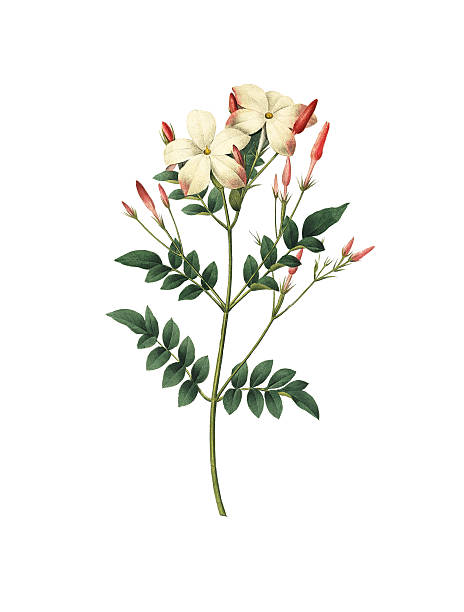 Jasmine flower white background stock illustrations royalty