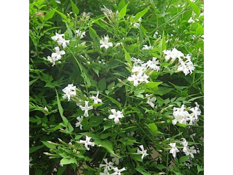 Spanish jasmine jasminum andiflorum climber plant