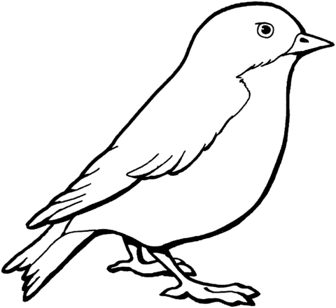 Sparrow coloring page free printable coloring pages