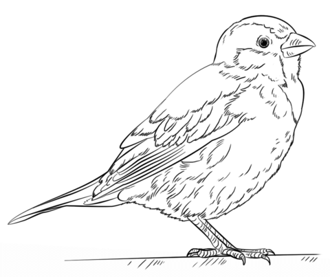 House sparrow coloring page free printable coloring pages sparrow drawing bird drawings bird coloring pages