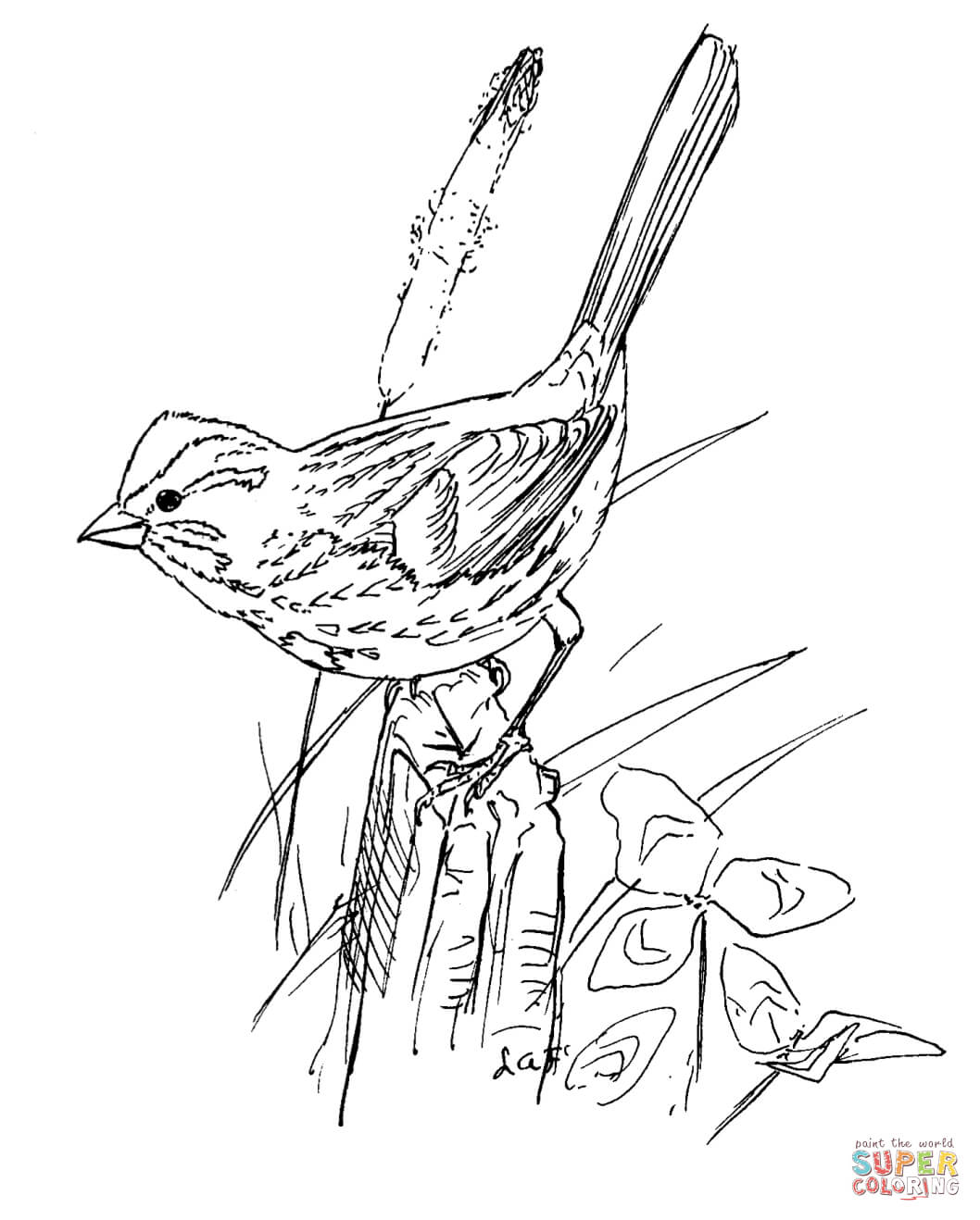Song sparrow bird coloring page free printable coloring pages