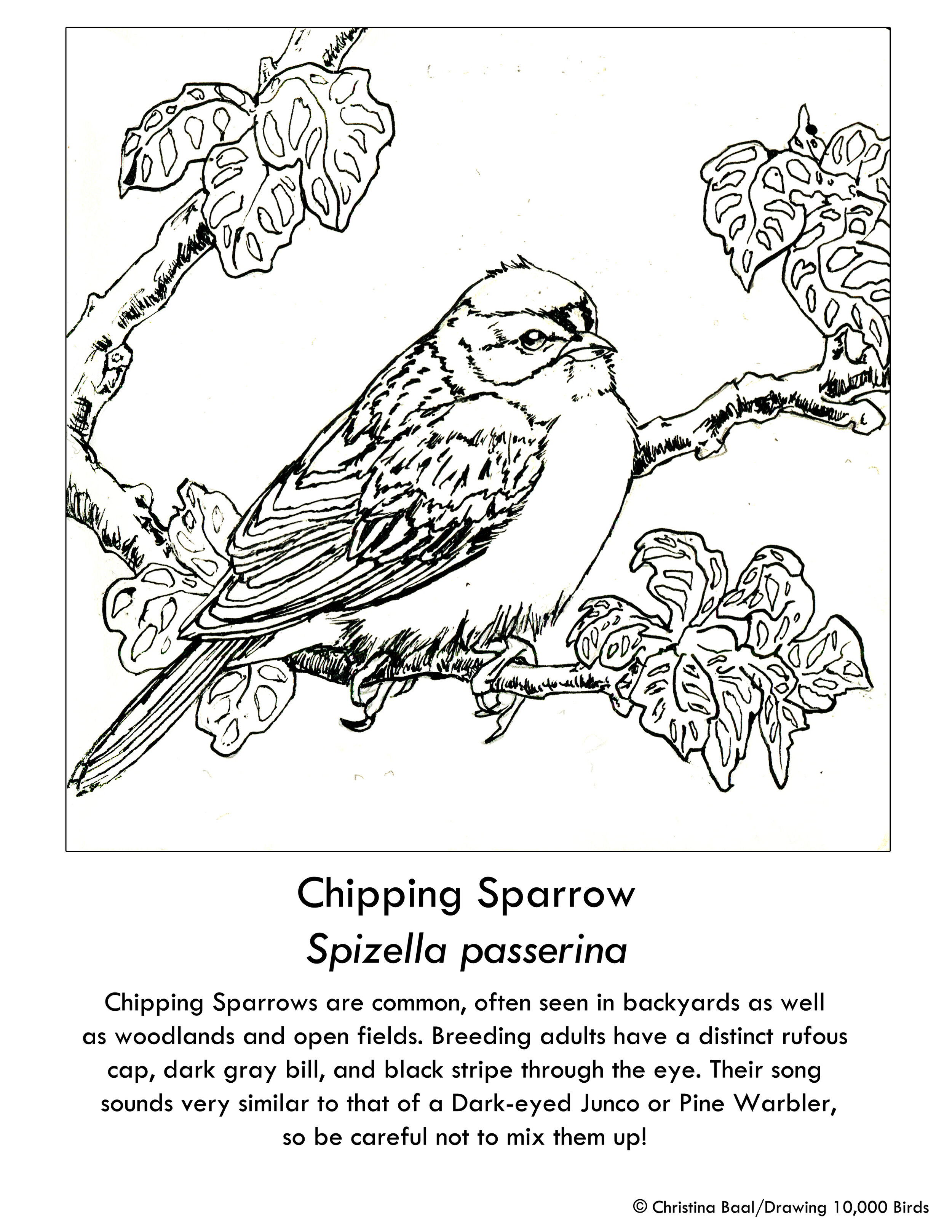 Coloring pages â home