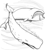 Sperm whales coloring pages free coloring pages