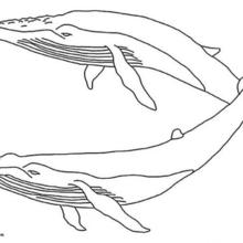Couple of whales coloring pages