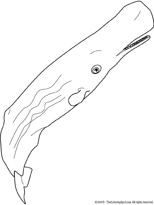 Sperm whale coloring page audio stories for kids free coloring pages colouring printables