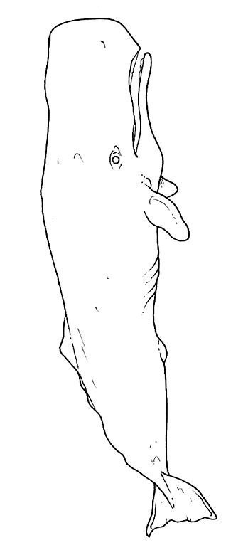 Sperm whale coloring page