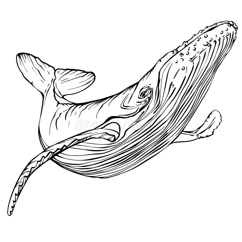 Whale sperm whale colouring book stock vector