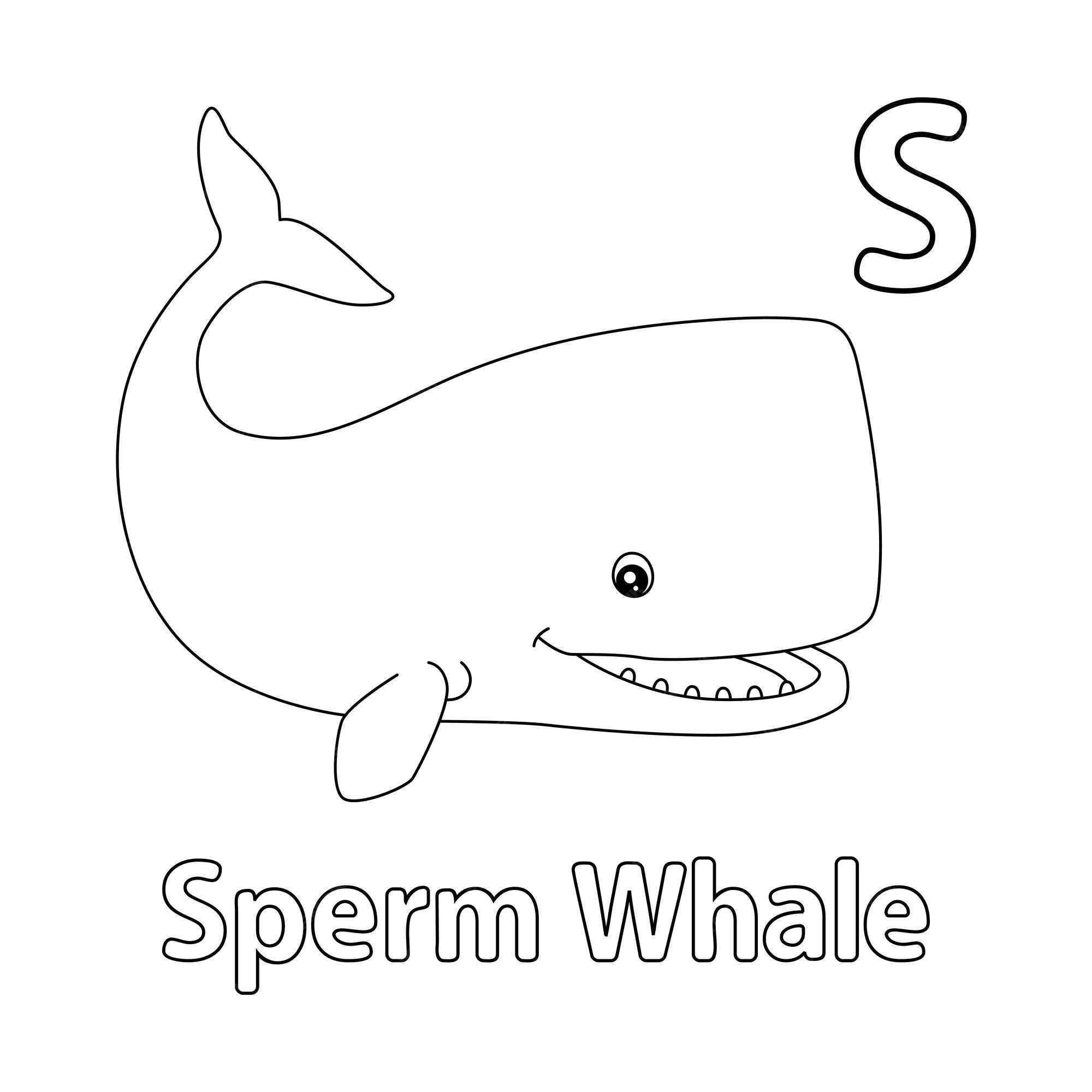 Premium vector sperm whale alphabet abc coloring page s