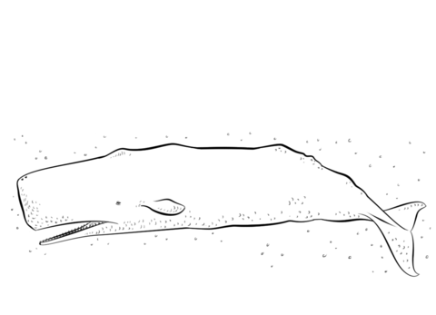Sperm whale coloring page free printable coloring pages
