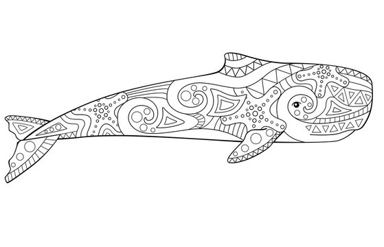 Whale sperm whale