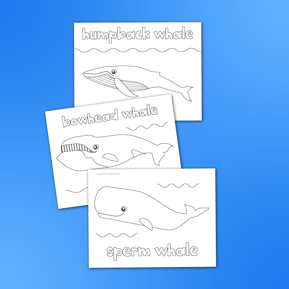 Whale coloring pages â simple everyday mom