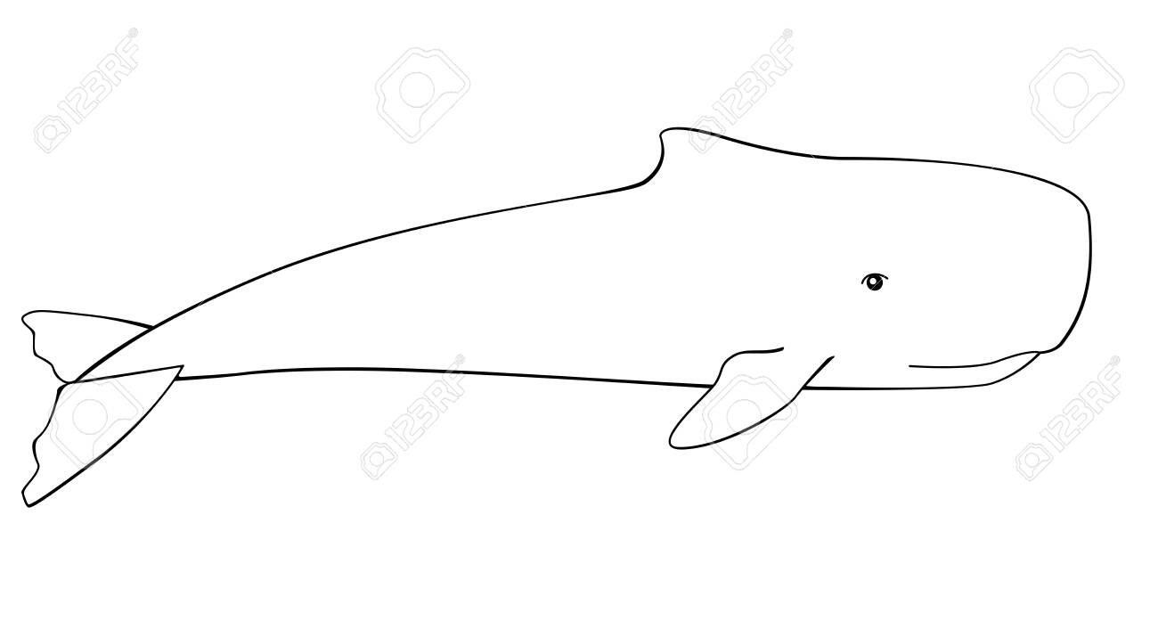 Whale sperm whale