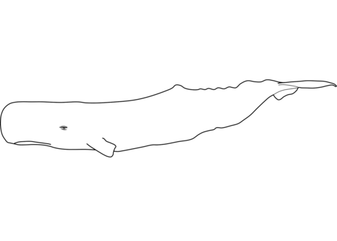 Sperm whale coloring page free printable coloring pages