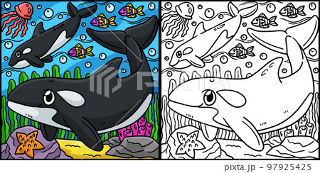 Killer whale coloring page colored illustration