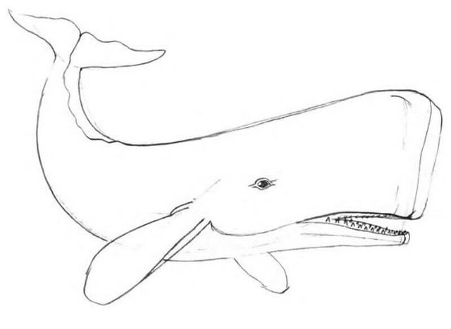 How to draw a sperm whale with a pencil step