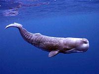 Sperm whale