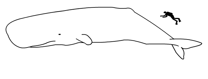 Filesperm whale sizepng