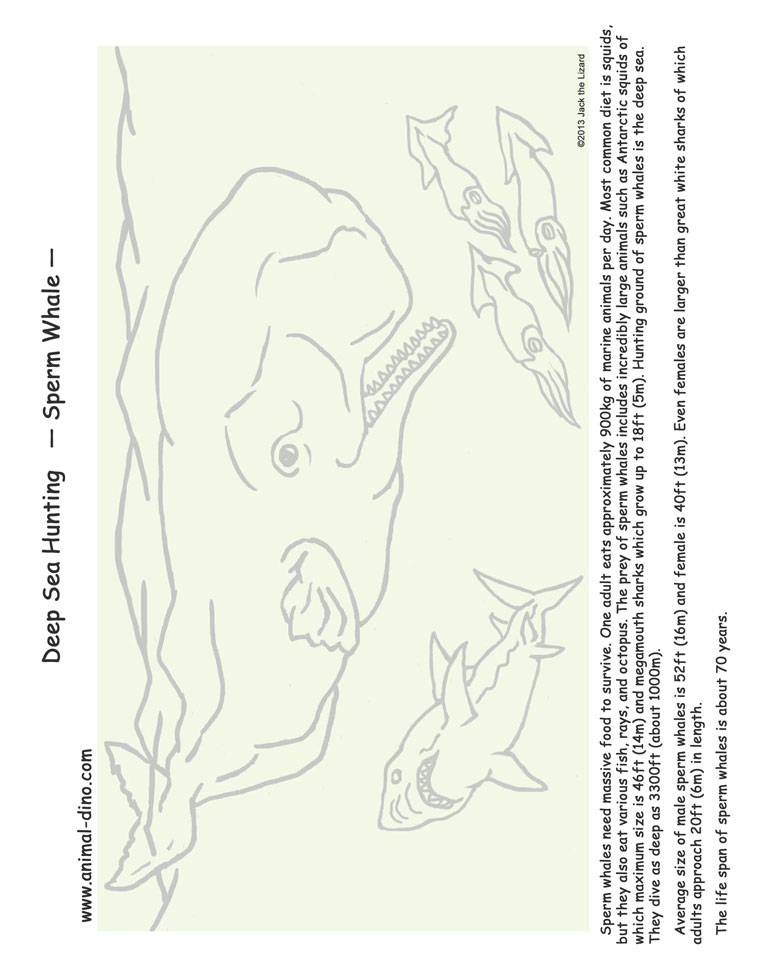 Animal coloring page sperm whale print size
