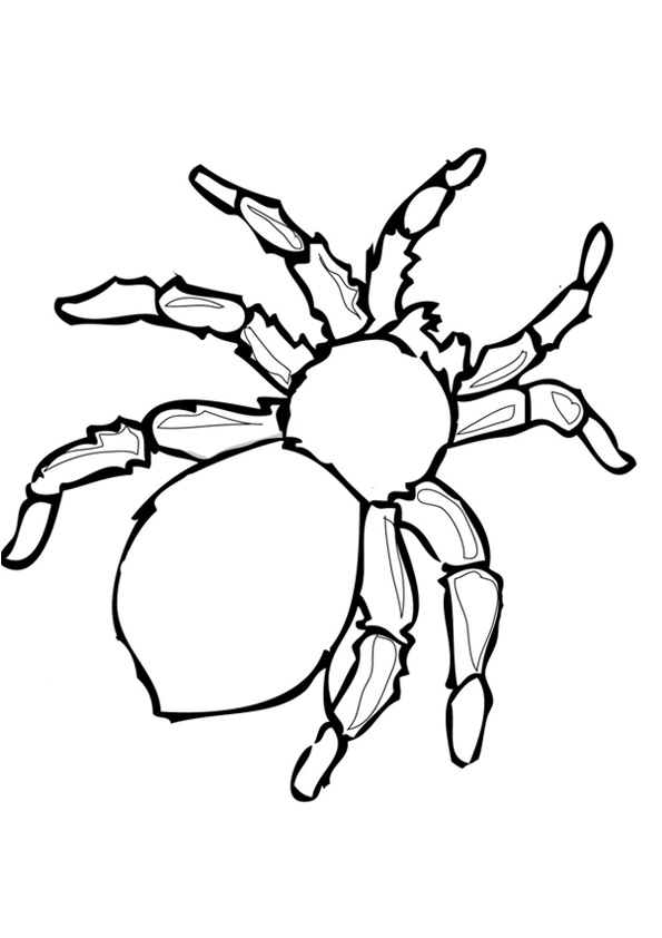 Coloring pages big spider coloring page for kids