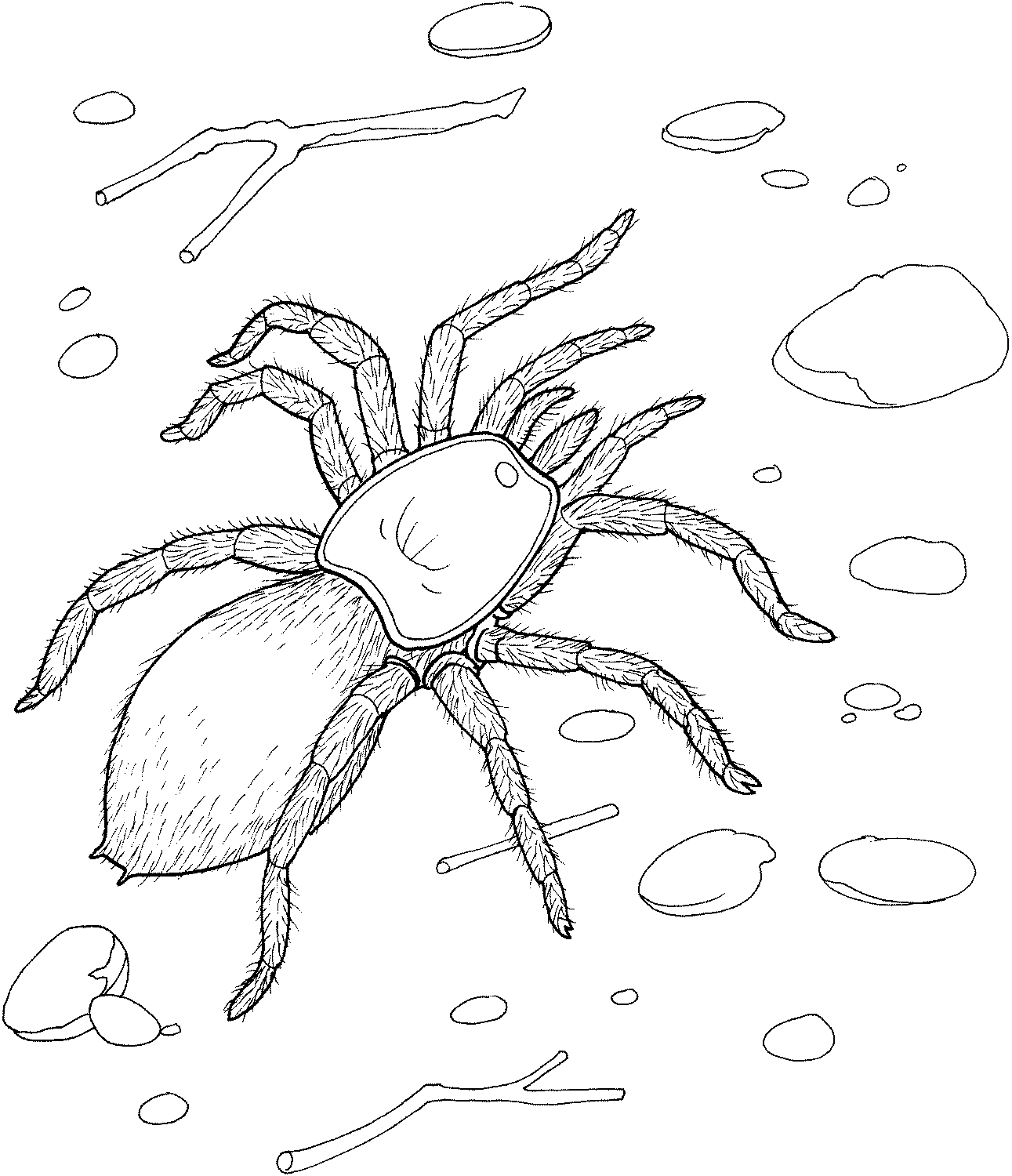 Spider coloring pages for kids