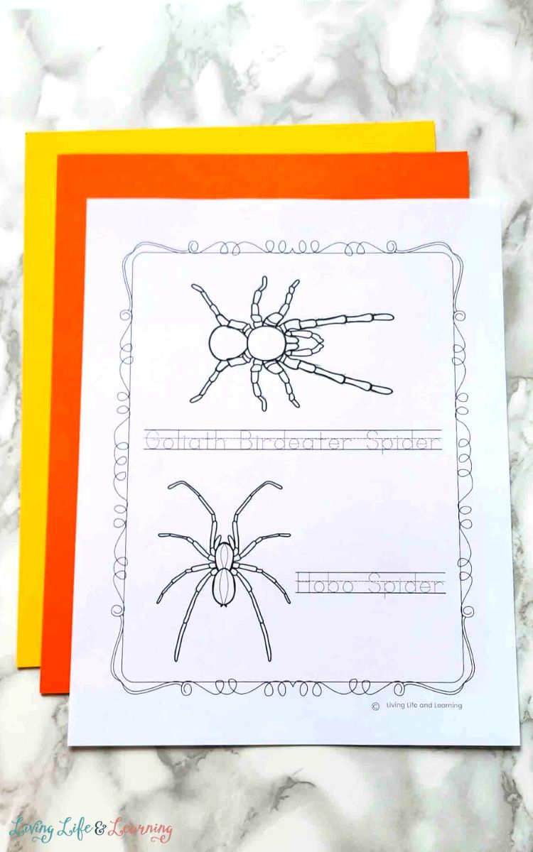 Spider coloring pages