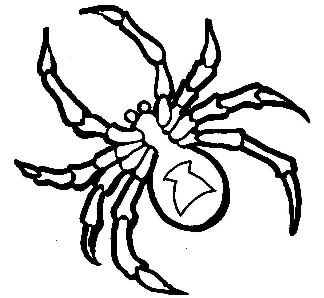 Spider shape