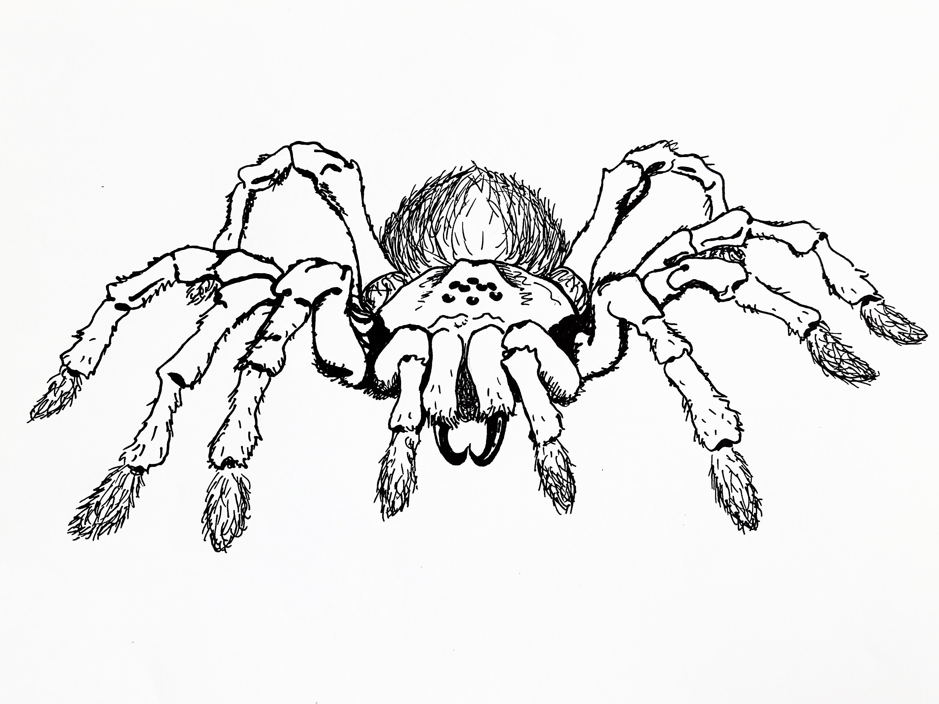 Tarantula halloween coloring page