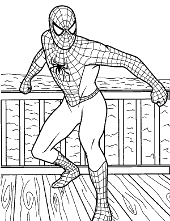 Spider