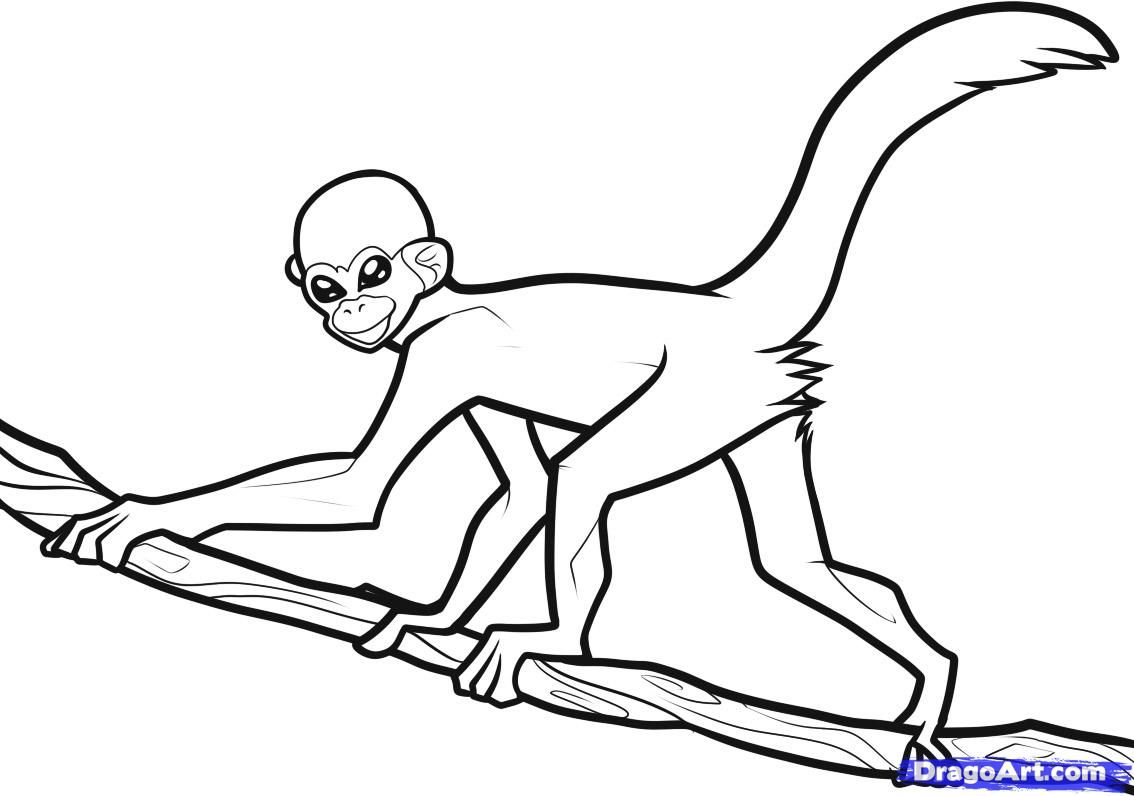 Monkeys drawings how to draw a spider monkey spider monkey step monkey coloring pages spider monkey animal coloring pages