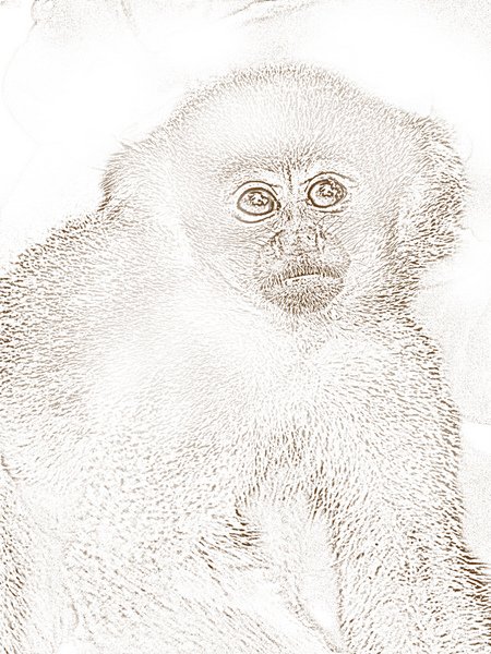 Spider monkey coloring page
