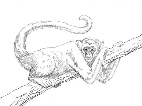 Muriqui or wooly spider monkey coloring page super coloring monkey drawing monkey coloring pages spider monkey