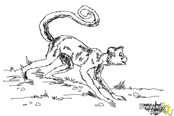 How to draw a spider monkey