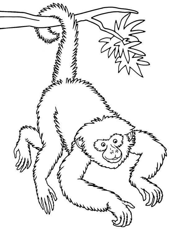 Monkey gibbon coloring page animal